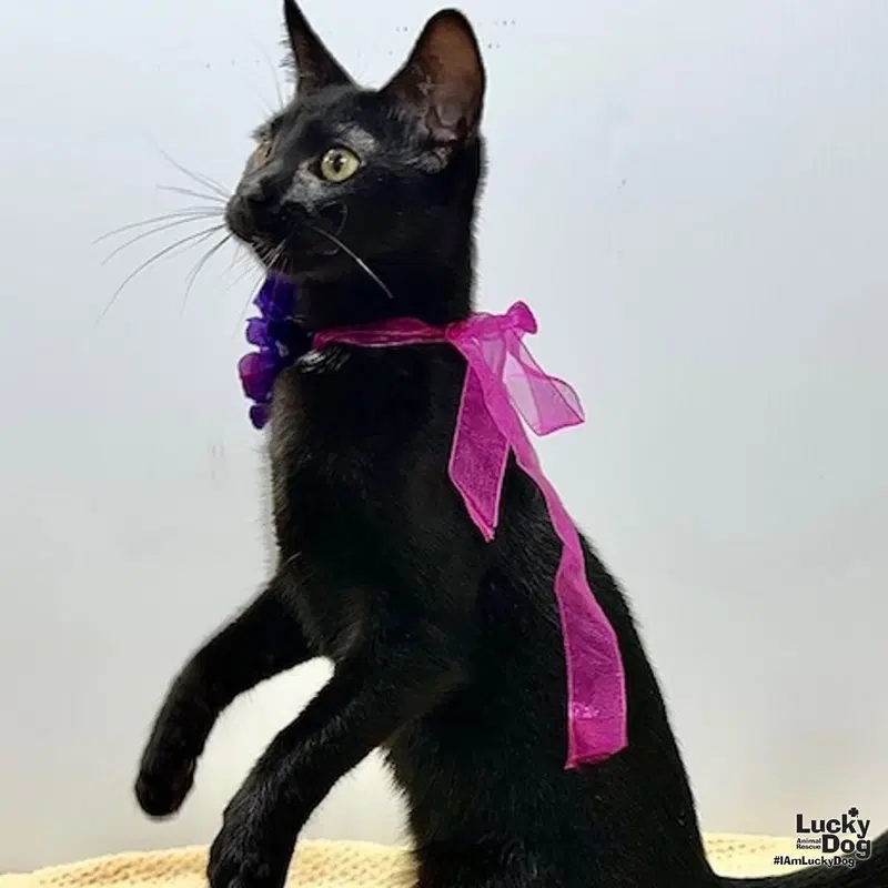 Wisteria, a young female cat up for adoption
