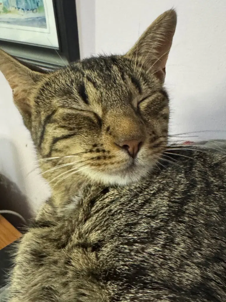 Shiitake, a young female American Shorthair cat up for adoption