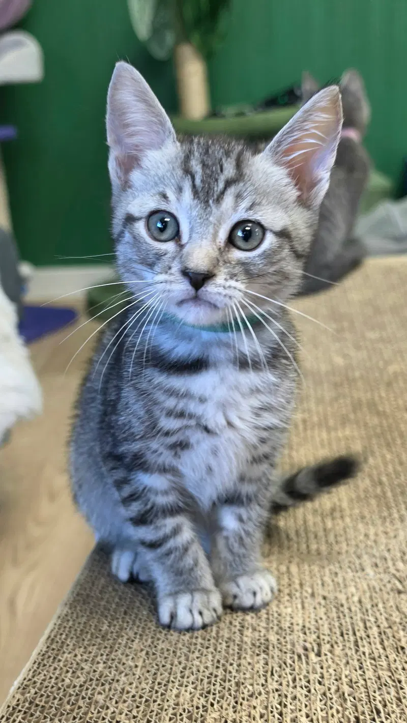 Holden, a male kitten up for adoption