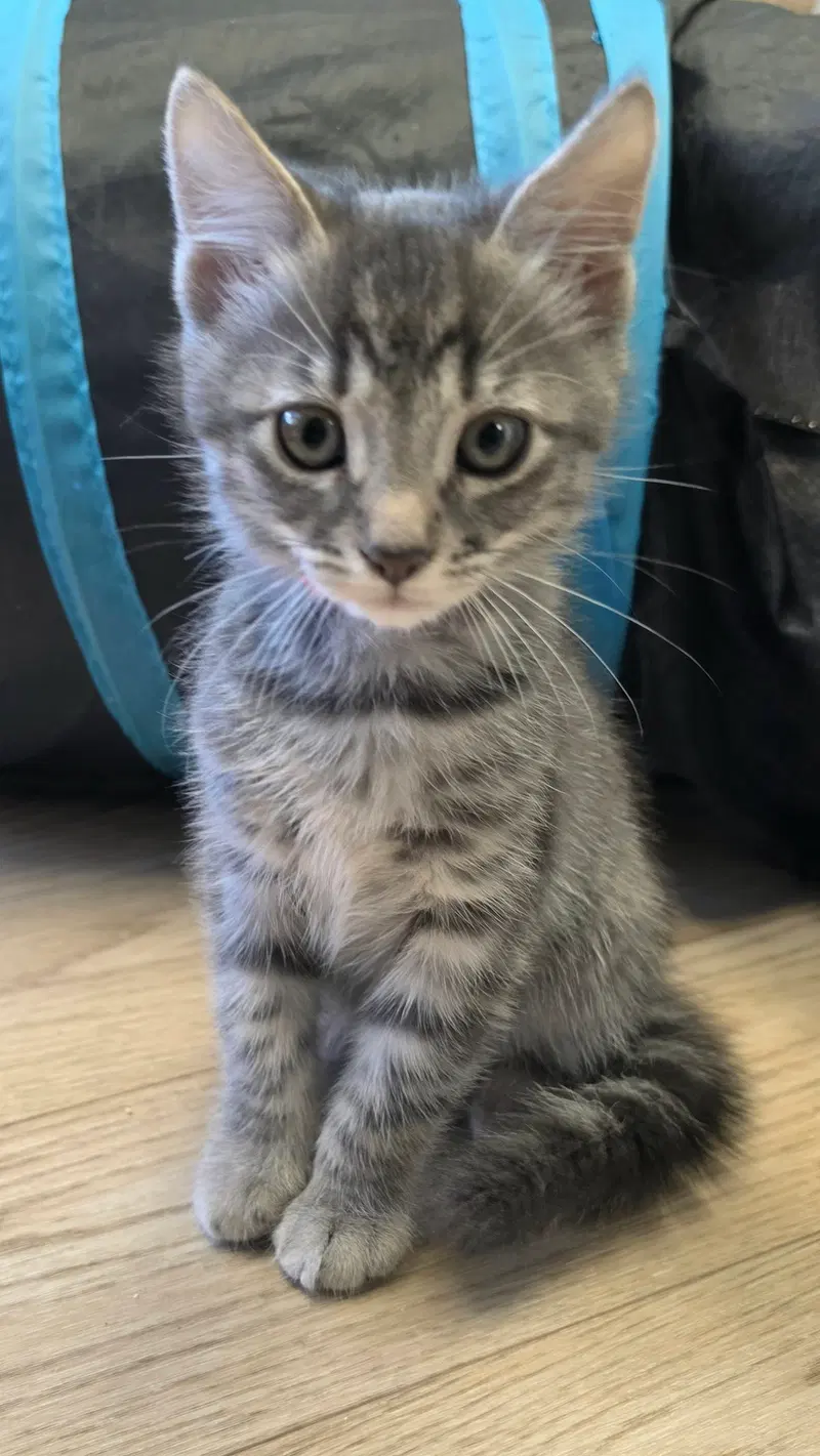 Hayden, a male kitten up for adoption