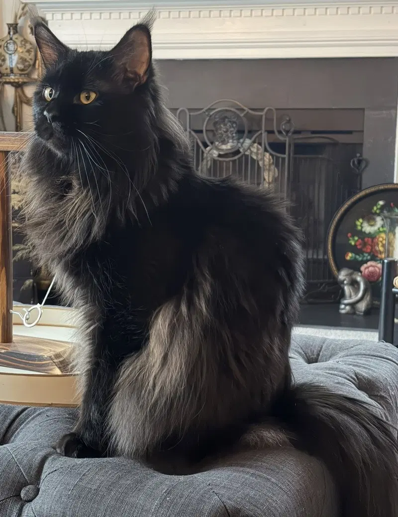 Pluto, an adult male Maine Coon cat up for adoption