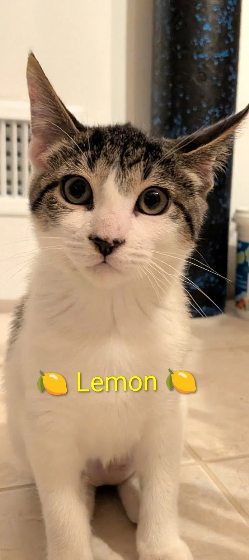 Lemon, a female kitten up for adoption