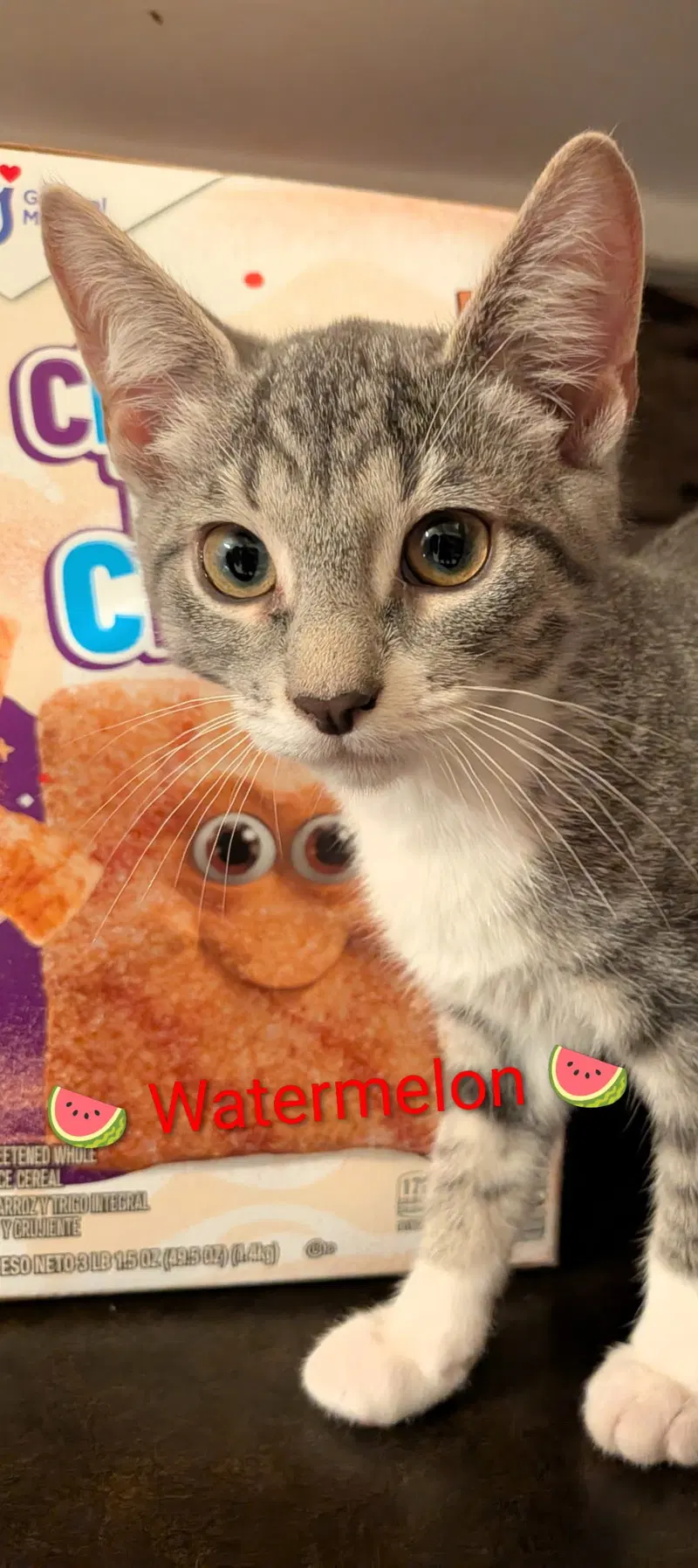 Watermelon, a female kitten up for adoption