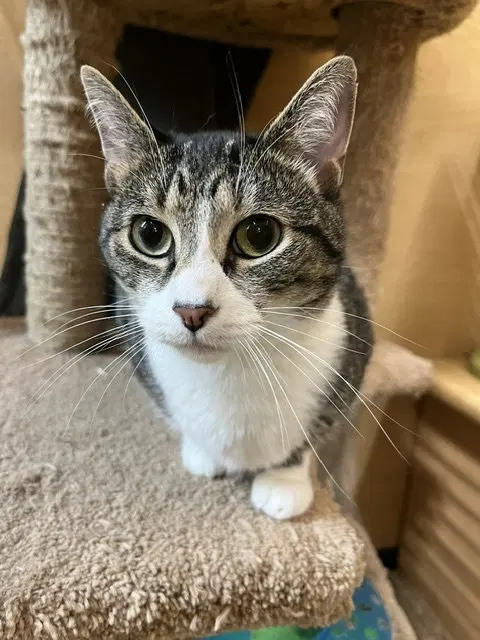 Shake & Bake, adult female cats up for adoption