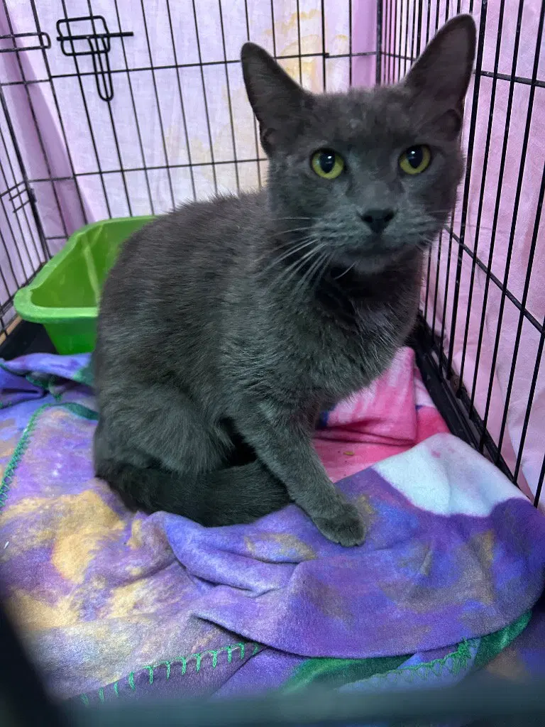 Primrose, an adult female cat up for adoption