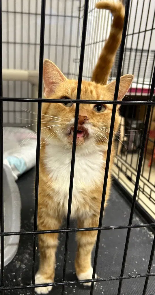 Malibu, an adult male cat up for adoption