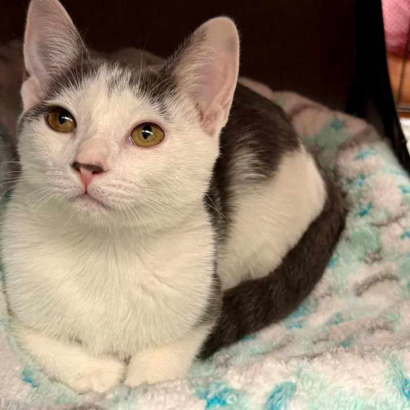 Ivy, a female cat up for adoption