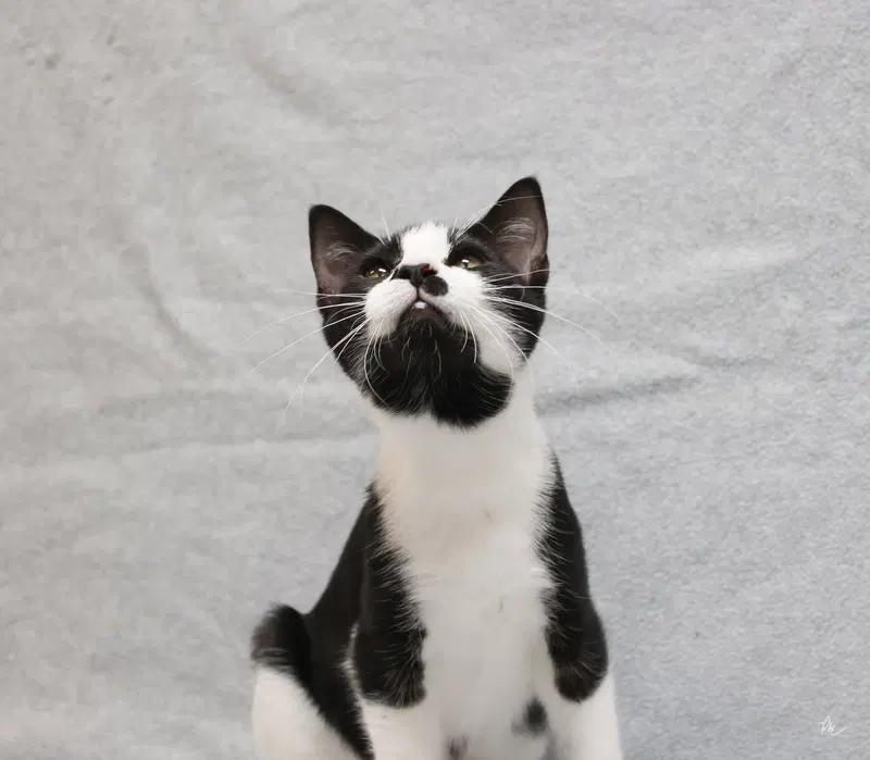 Quincy, photo 4