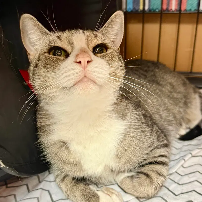 Lima Bean, a female Tabby cat up for adoption