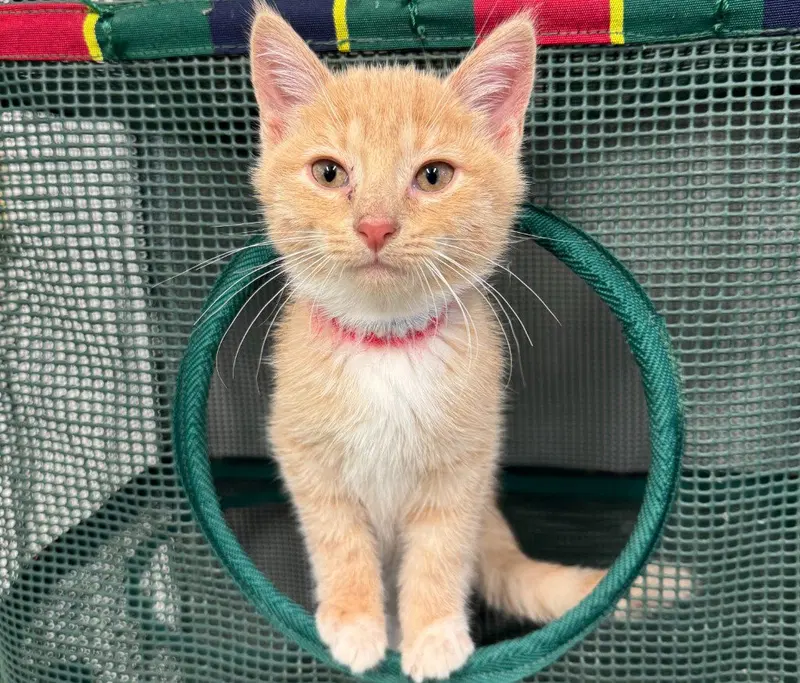 Syrup, a young male cat up for adoption