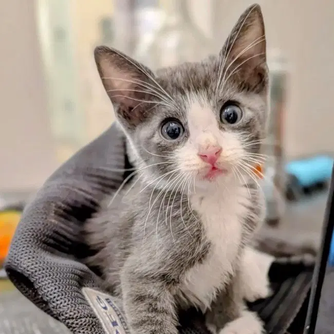 Sol Invictus, a male kitten up for adoption
