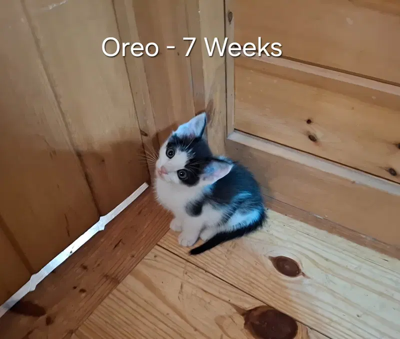 Oreo, photo 5