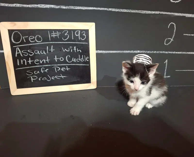 Oreo, photo 4