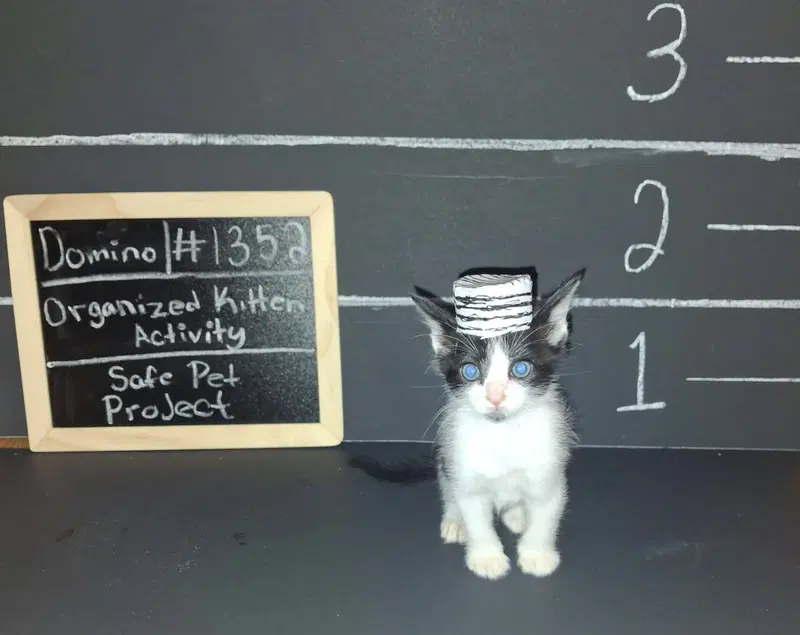 Domino, photo 4