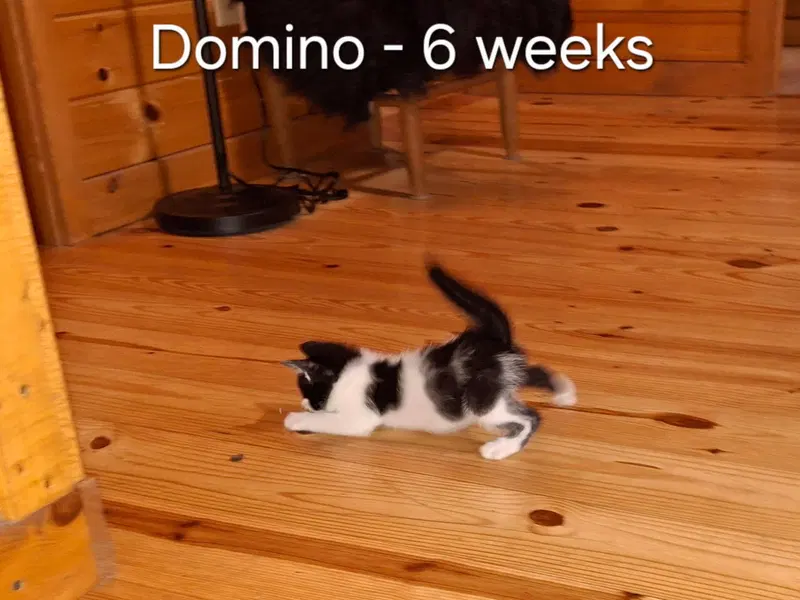 Domino, photo 5