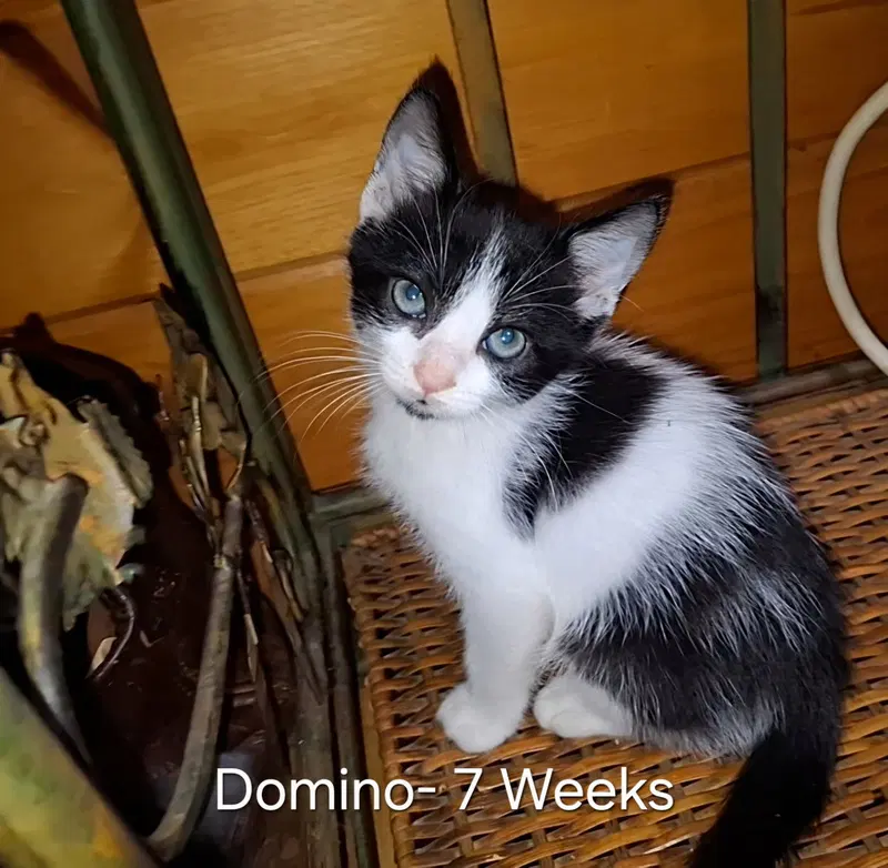 Domino, photo 6