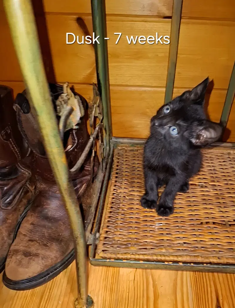 Dusk/ Binks, photo 5