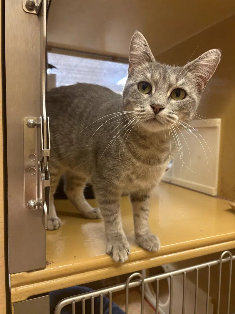 Morgan, an adult female cat up for adoption