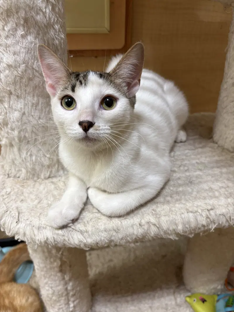 Pepper, a female kitten up for adoption