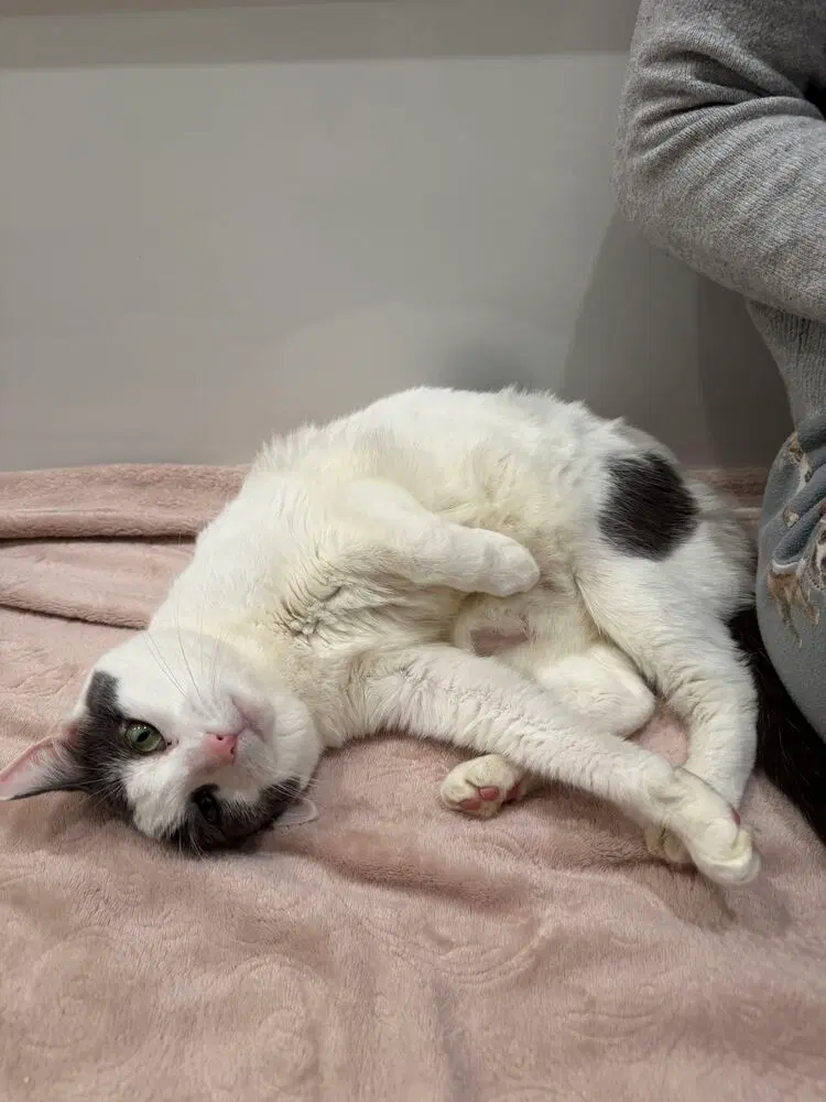 Amy Poehler, an adult female cat up for adoption