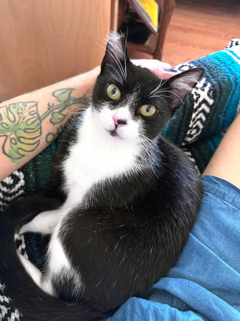 Jonesy, a young male Tuxedo cat up for adoption