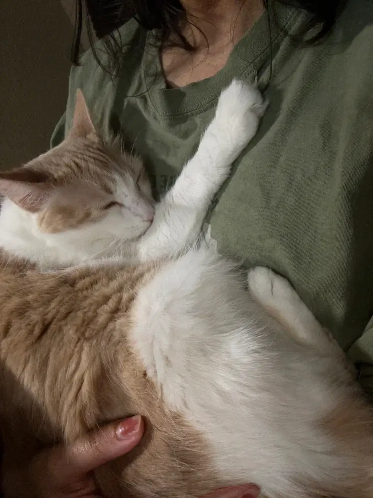 Mickey, a young female cat up for adoption