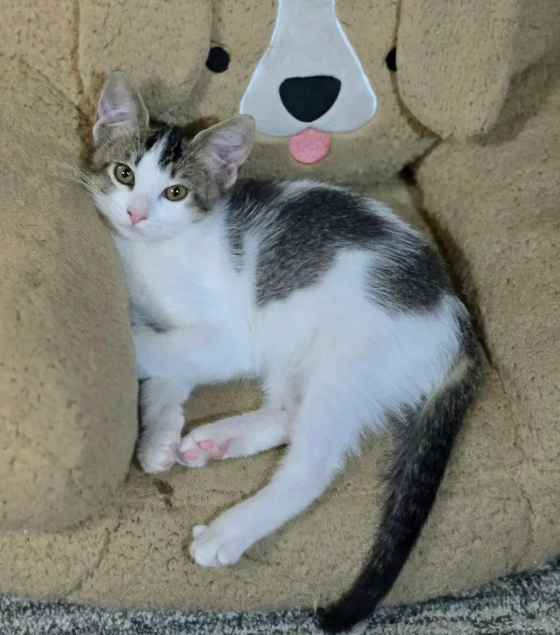 Patsy, a female kitten up for adoption
