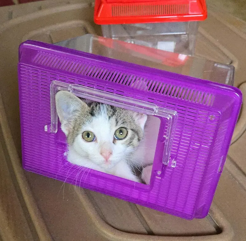 Patsy, photo 2