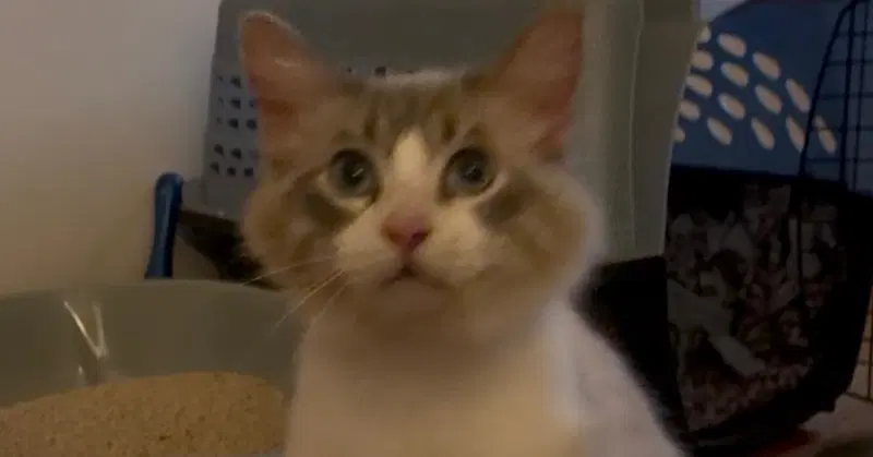 Snowball, a young male cat up for adoption