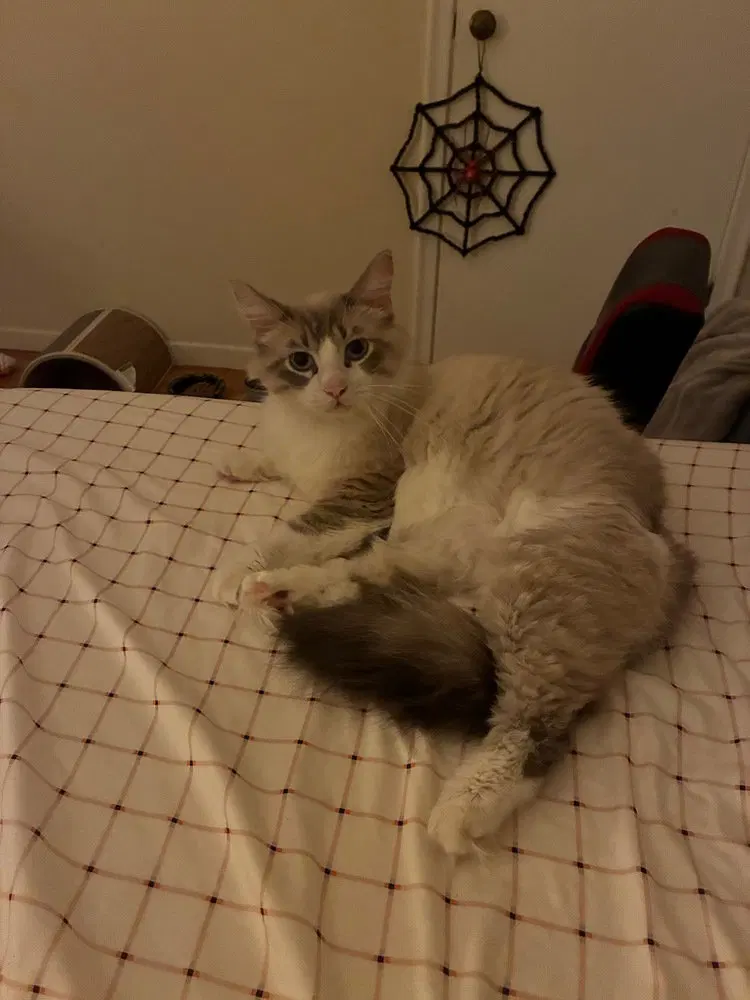 Snowball, photo 2