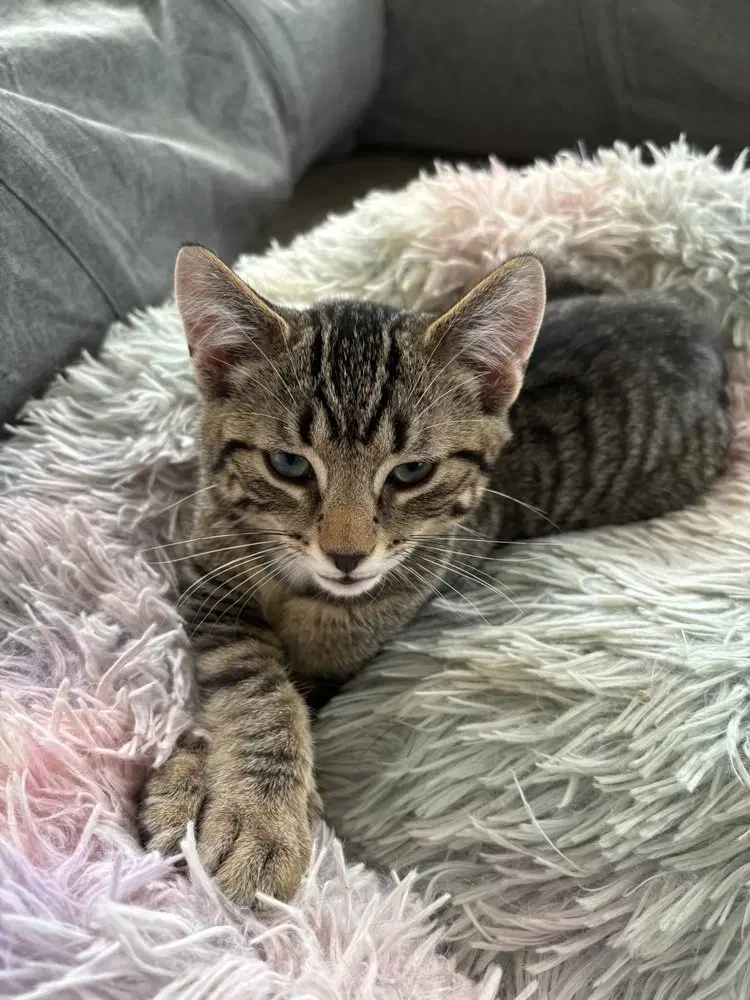 Benjamin, photo 3