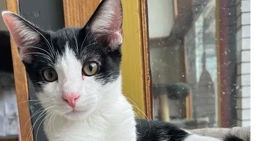 Little Richard, a male kitten up for adoption
