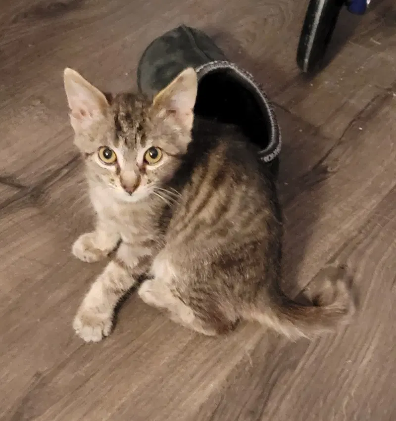 Hershey, a female kitten up for adoption