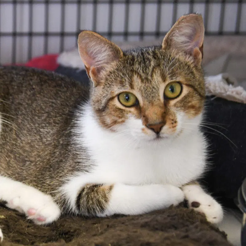 Ainsley, an adult female cat up for adoption