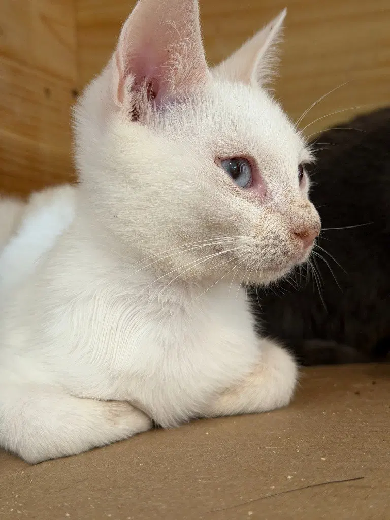 Ghosty, a male Siamese kitten up for adoption