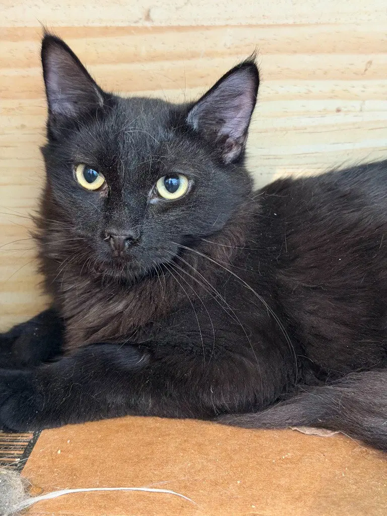 Practical Magic, a male Siamese kitten up for adoption