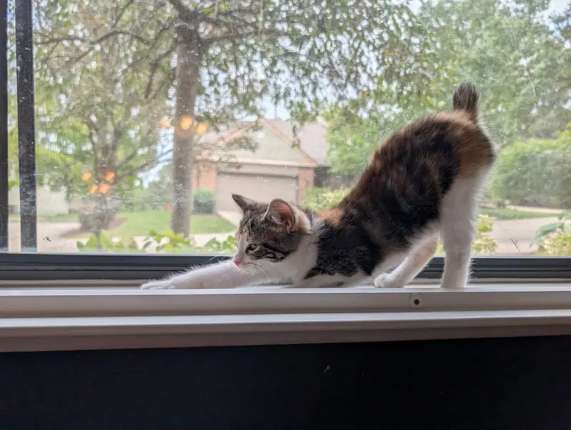 Libby, a female Bobtail kitten up for adoption
