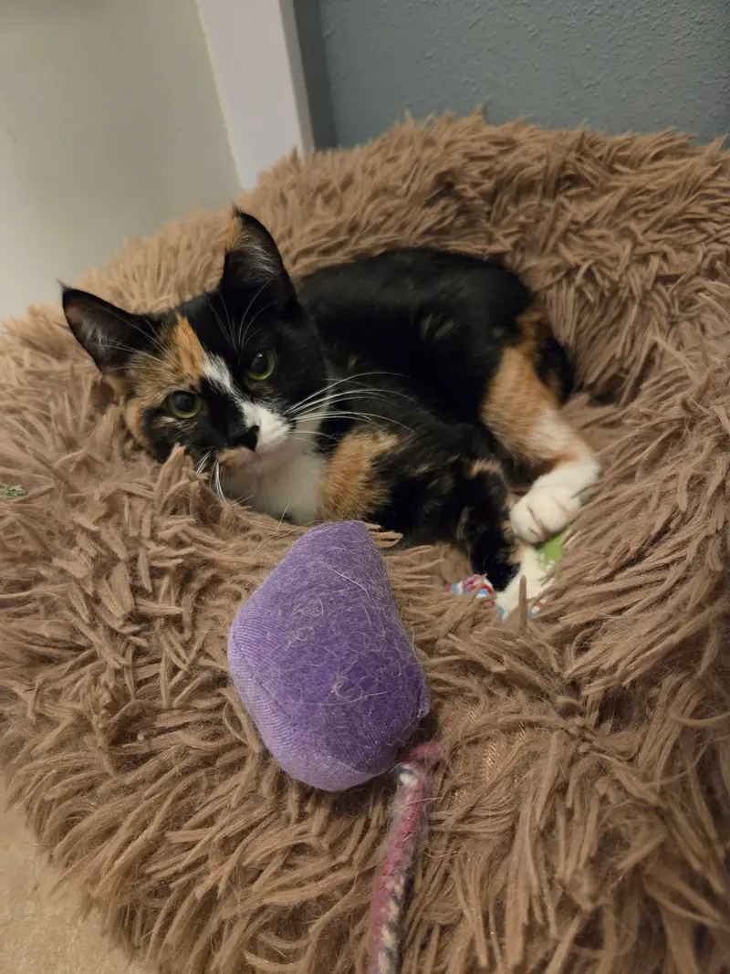 Lola, a young female cat up for adoption
