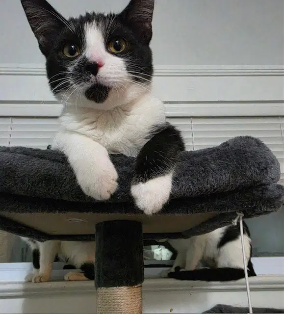 Barnaby bonded with Gooberella, a young male cat up for adoption