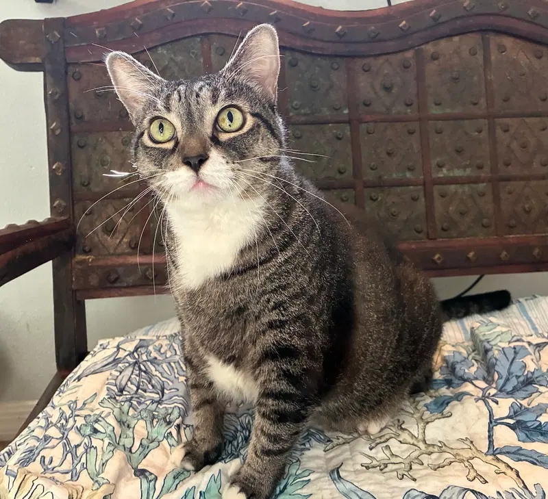 Zoe, an adult female cat up for adoption
