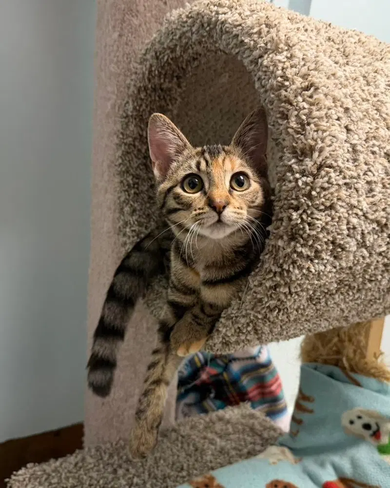 Bailey, a young female Torbie cat up for adoption