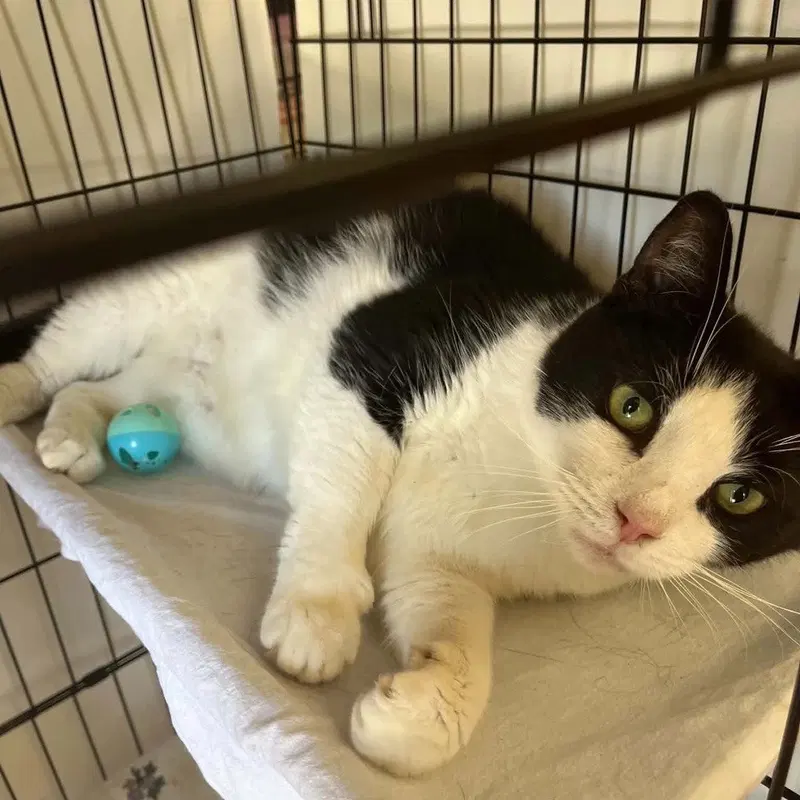 Pillie, an adult male cat up for adoption