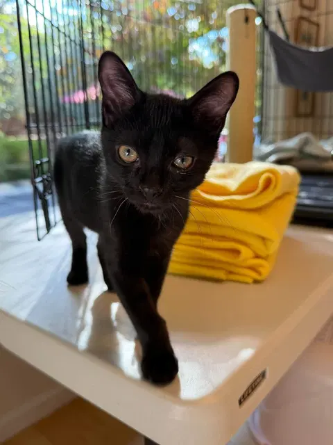 Watch the video of Kahlua