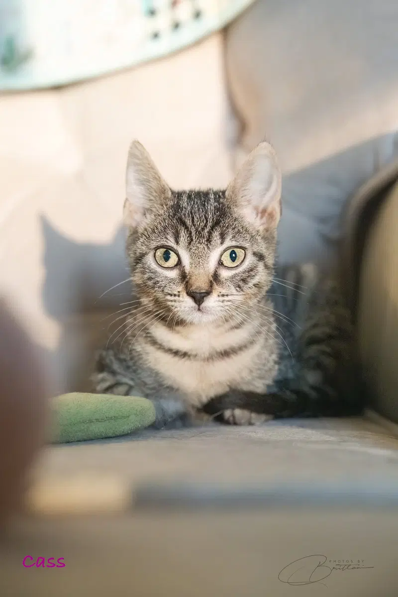 Cass, a male Tabby kitten up for adoption