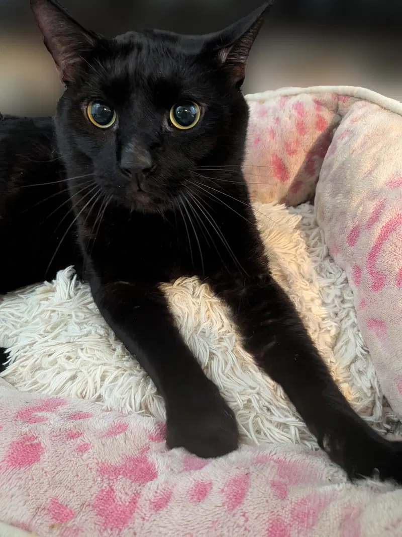 Benny, an adult male Bombay cat up for adoption