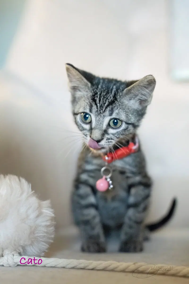 Cato, a female Tabby kitten up for adoption