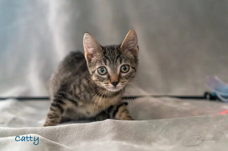Catty, a female Tabby kitten up for adoption