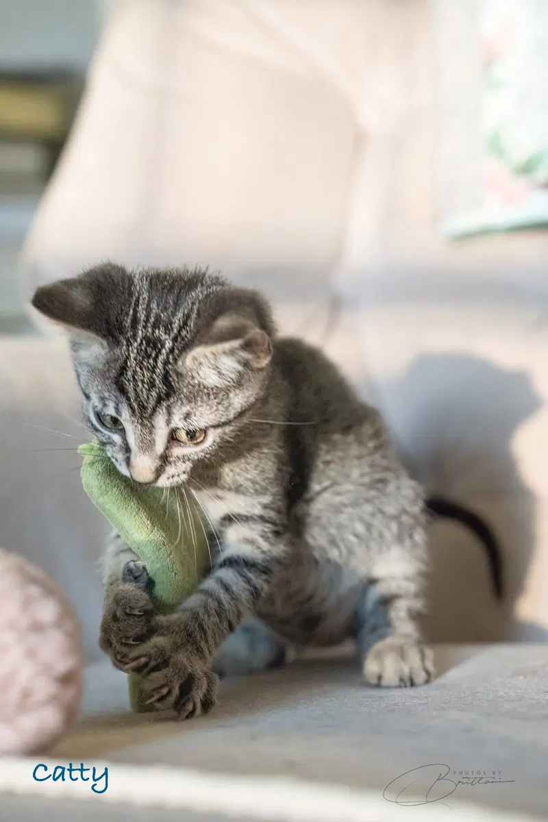 Catty, photo 2