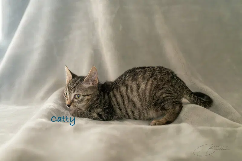 Catty, photo 4