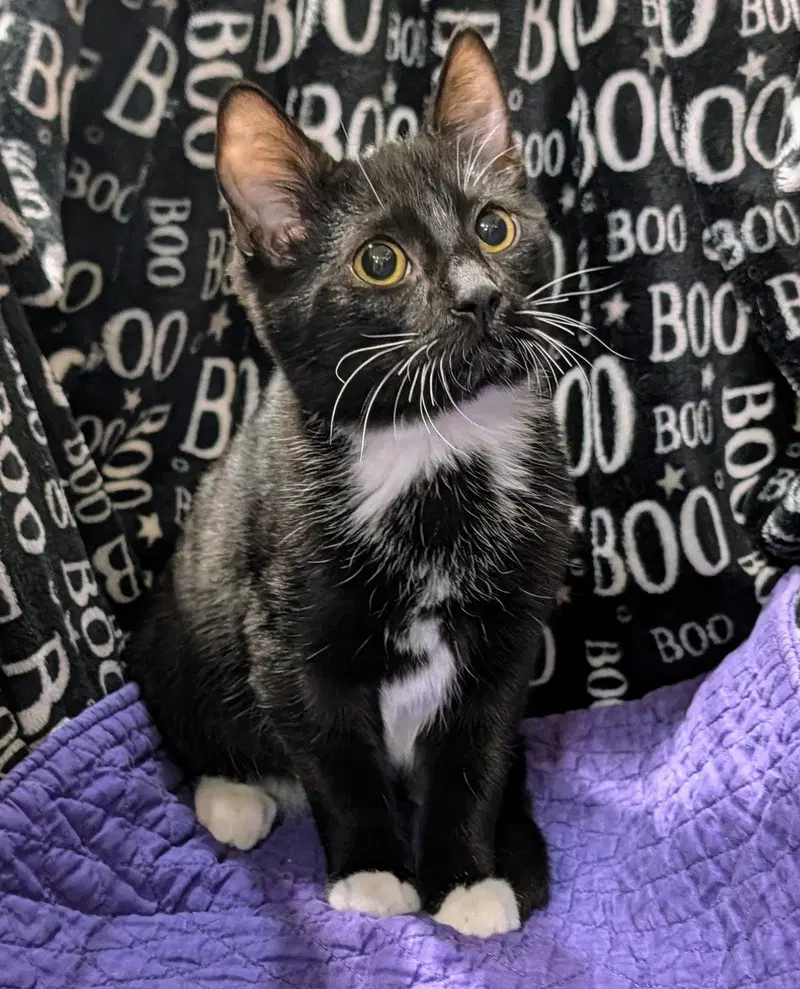 Milo, photo 2